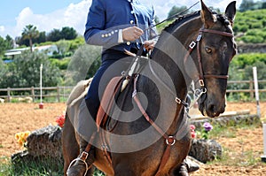 Working equitation horse