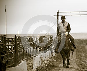 Working the Feedlot. An American Cowboy