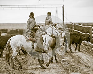 Working the Feedlot. American Cowboys. photo