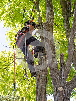Working female tree surgeon