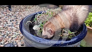 Working Ferrets on vermin in a garden