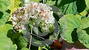 Working garden shears cut a branch of a fading bunch of hydrangea with withering white and brown flowers.