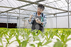 Working at a greenhouse nursery, Agronomic business concept In the greenhouse, an elderly man is working. In the hydrofarm photo