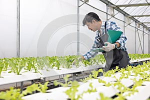 Working at a greenhouse nursery, Agronomic business concept In the greenhouse, an elderly man is working. In the hydrofarm photo