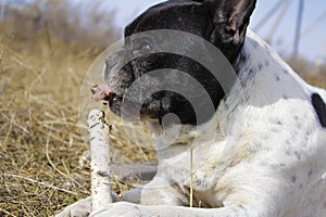 Working gun dog