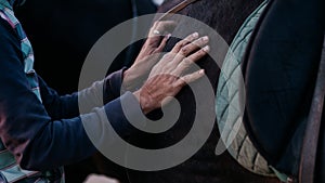 Working hands of an elderly person on body of black horse. Closeup of woman stroking her steed with love.