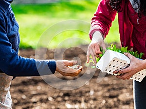 Working hands, young and old woman, in the Italian country garden