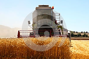 Working harvesting combine in the field of wheat