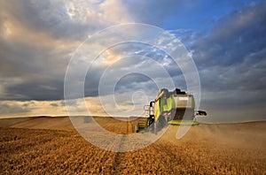 Working Harvesting Combine in the Field of Wheat