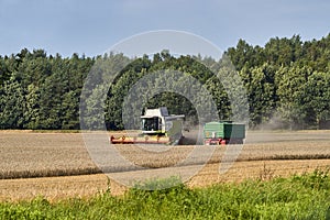 Working Harvesting Combine in the Field of Wheat