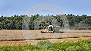 Working Harvesting Combine in the Field of Wheat