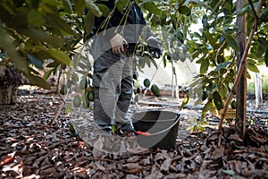 Working in the hass avocado harvest season