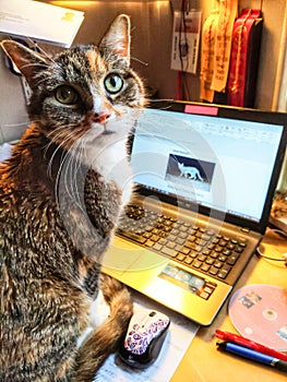 Working from Home Cat with Computer