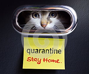 Working from home; covid-19 quarantine concept; Scared kitten locked quarantined in his house photo