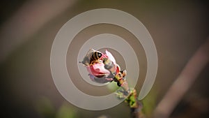 A working honey bee on a pink bloom.