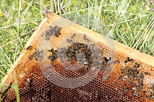 Working honey bees on honeycomb in apiary in late summertime