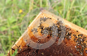 Working honey bees on honeycomb in apiary in late summertime