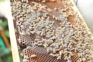 Working honey bees swarm on the beehive frame during hive inspection by a beekeeper or an apiarist at the apiary in summer