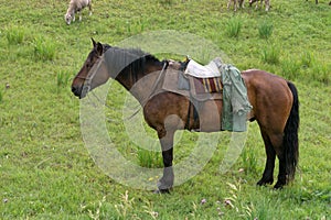 A working horse with a saddle and bridle is standing and waiting for a shepherd among green grass