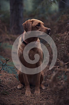 Working Labrador portrait in Autumn Woodland