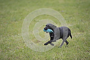 Working labrador retriever