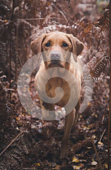A working Labrador retriever gun dog