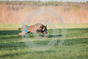 Working malinois dog. Belgian shepherd dog. Police, guard dog