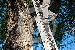 Working man climbs a ladder against a big tree with deep bark texture