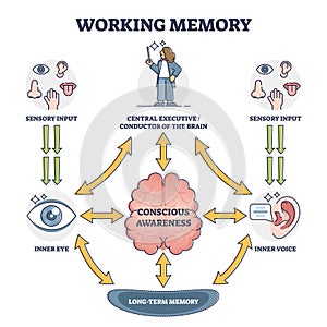 Working memory and conscious awareness, outline diagram vector illustration