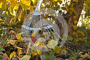 Working metal part of garden rake standing at the trunk of apple tree next to collected pile of autumn yellow and red dead leaves