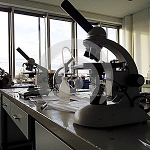 working with microscope in lab