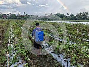 The farmer fertilizer the chilies tree