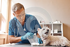 Working with the patient. Professional middle aged veterinarian in work uniform bandaging a paw of a small dog lying on