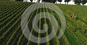 Working people on the vineyard in Weinsberg, Heilbronn district in Germany. Flying copter over beautiful blooming nature