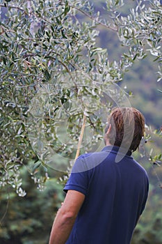 Working in a plantation of olive trees