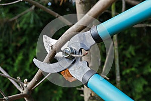 Working with the plants in the garden. Cutting dry tree branches with a pruning shears