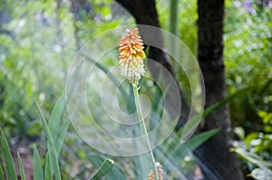 Working with plants. spring. nature and environment. Kniphofia flower. villatic holiday season, suburban. water for flower of
