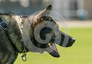 Working Police Dog