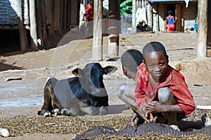 Working poor african children and cow