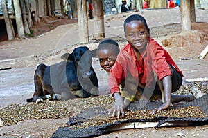 Working poor african children and cow