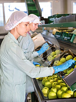 Working preparing apples for packaging at fruit warehouse