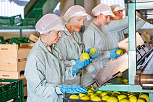 Working preparing apples for packaging at fruit warehouse