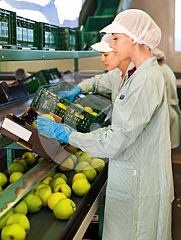 Working preparing apples for packaging at fruit warehouse