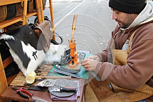 Working process of leather craftsman. Tanner or skinner sews leather or fur on a special machine
