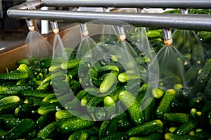 Working process of the production of cucumbers on cannery.