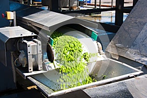 Working process of the production of green peas on cannery.