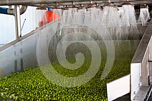 Working process of the production of green peas on cannery.