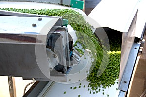 Working process of the production of green peas on cannery. Movement on the conveyor