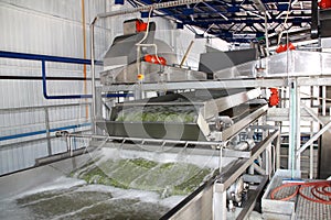 Working process of the production of green peas on cannery. Movement on the conveyor