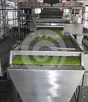 Working process of the production of green peas on cannery. Movement on the conveyor